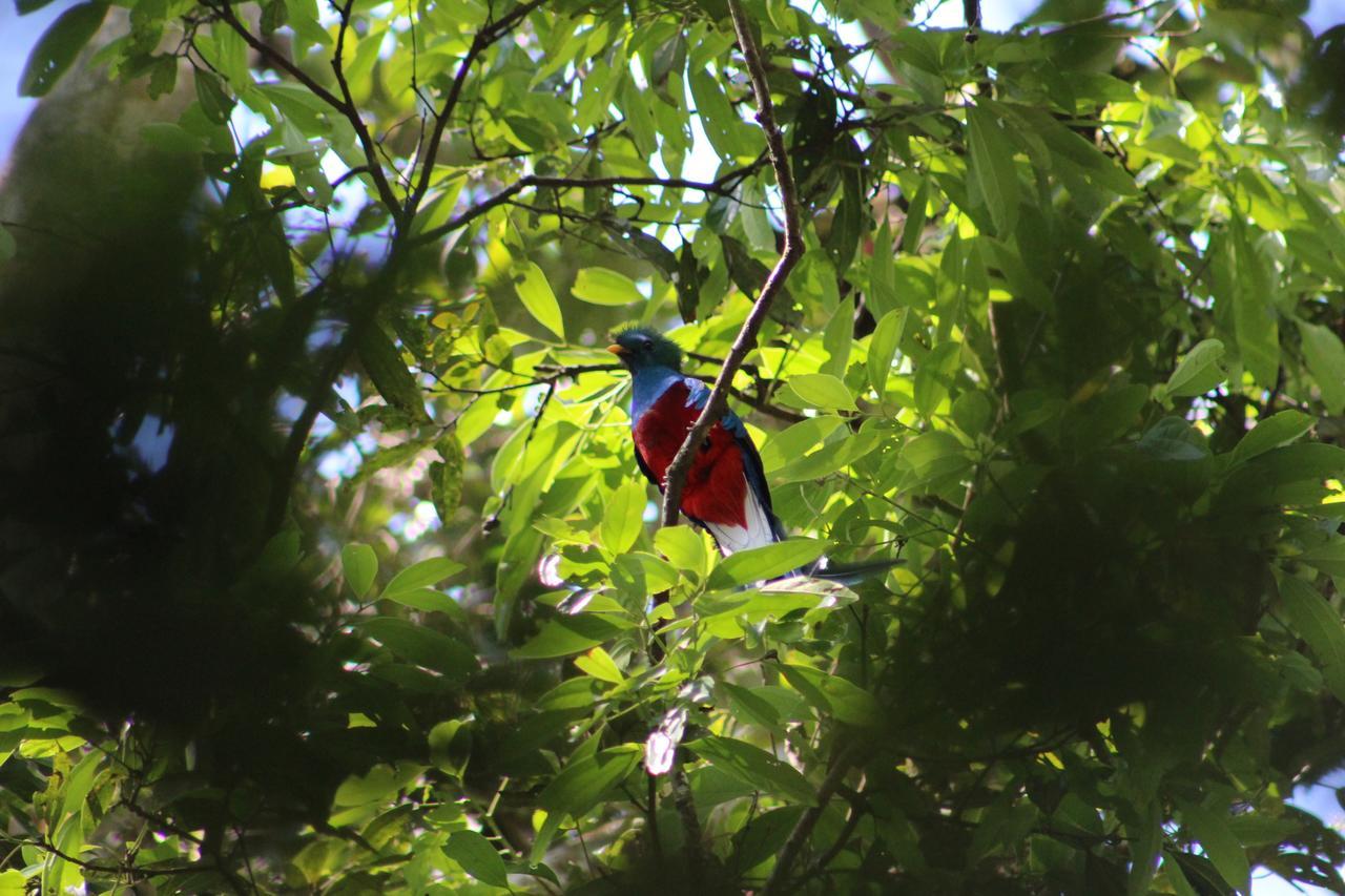 Talamanca Nature Reserve Rivas Extérieur photo